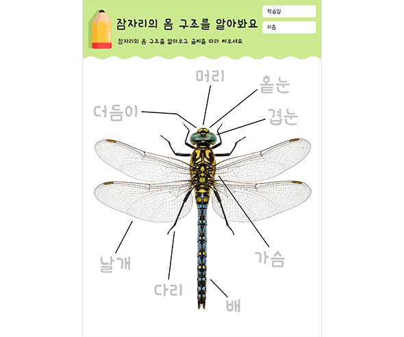 잠자리의 몸 구조를 알아봐요