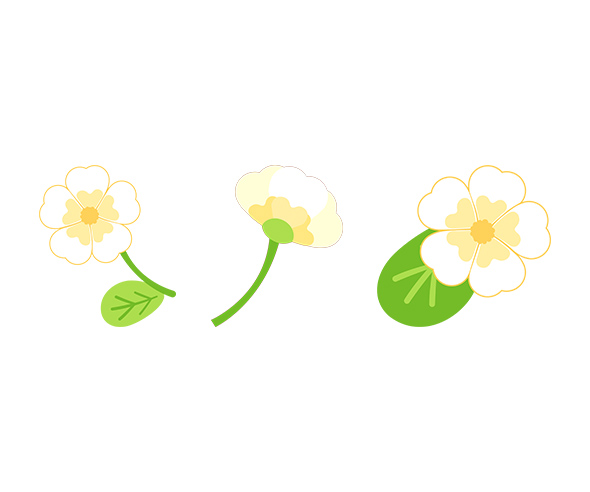 꽃