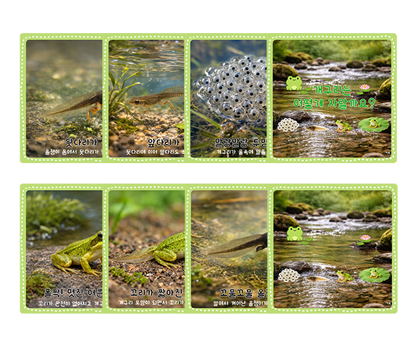 개구리 성장 과정 순서도 카드