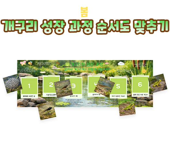 개구리 성장 과정 순서도 맞추기