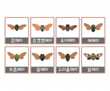 매미 액자