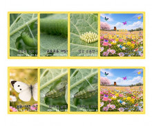 나비 성장 과정 순서도 카드