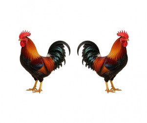 수탉