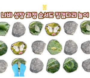 나비 성장 과정 순서도 징검다리 놀이