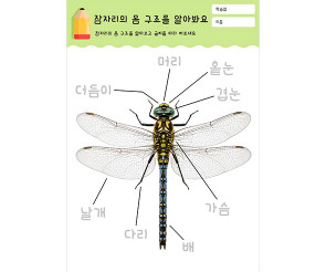 잠자리의 몸 구조를 알아봐요