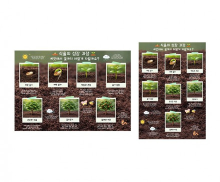 식물 성장 과정 순서도