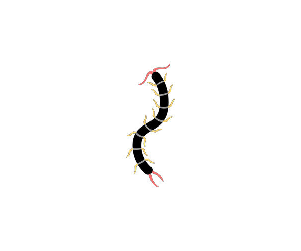 지네
