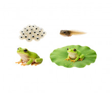 개구리 성장 과정