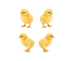 병아리