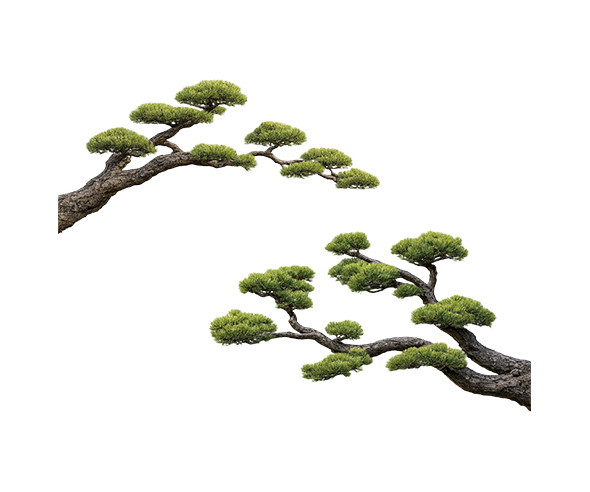 소나무