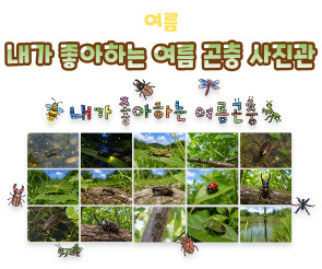 내가 좋아하는 여름 곤충 사진관