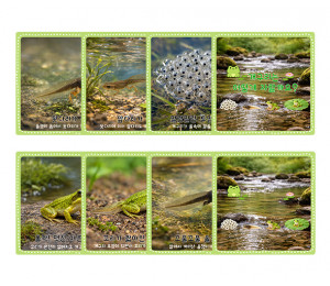 개구리 성장 과정 순서도 카드