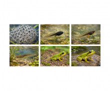 개구리 성장 과정