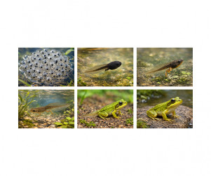 개구리 성장 과정