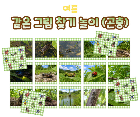 같은 그림 찾기 놀이 (곤충)
