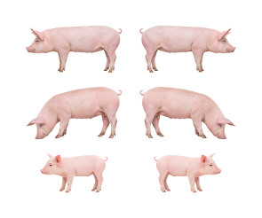 돼지