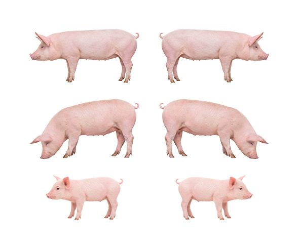 돼지