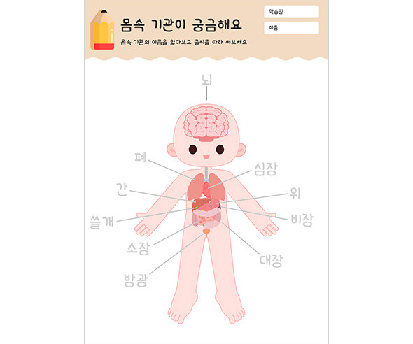 몸속기관이 궁금해요