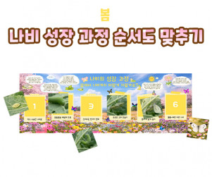 나비 성장 과정 순서도 맞추기