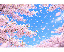 벚꽃 배경