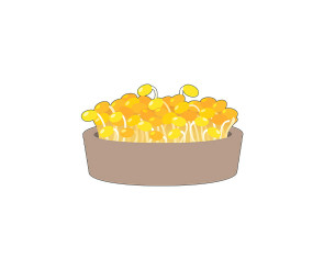 콩나물