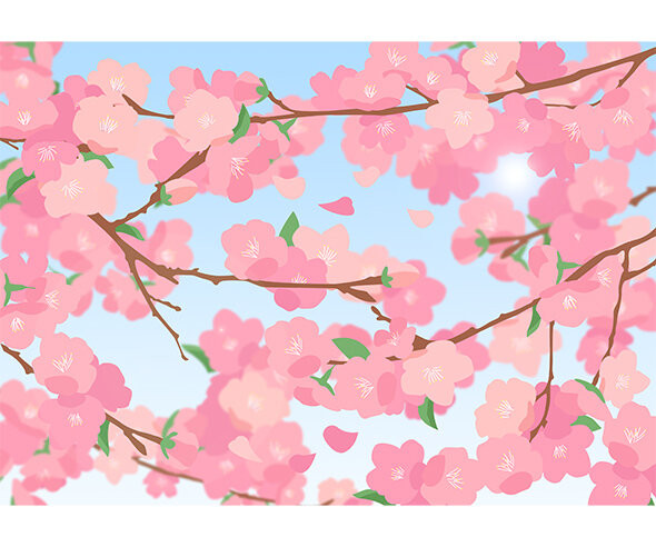 벚꽃 배경