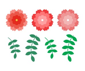 카네이션
