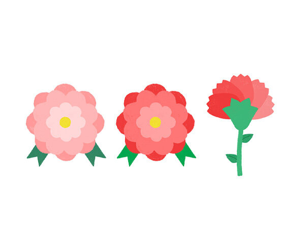 카네이션