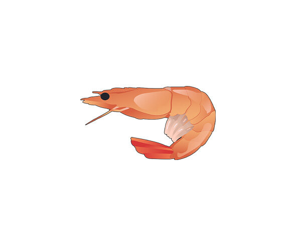 새우