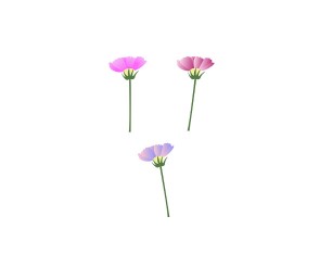 코스모스