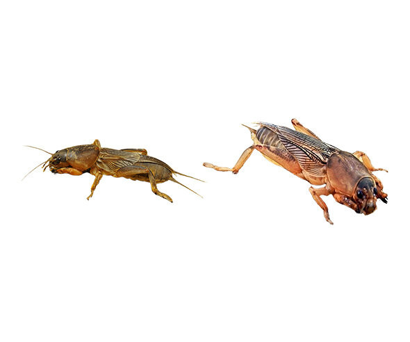 땅강아지