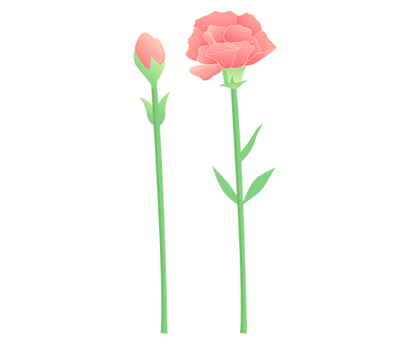 카네이션