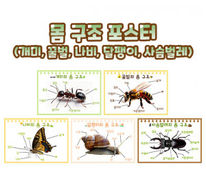 몸 구조 포스터(개미,꿀벌,나비,달팽이,사슴벌레)