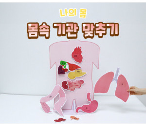 몸속 기관 맞추기