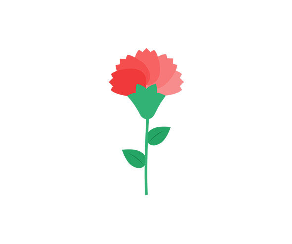 카네이션