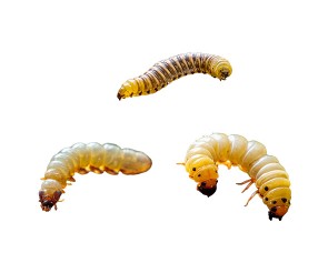 개미유충