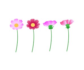 코스모스