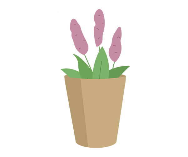 꽃