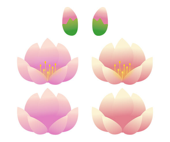 연꽃
