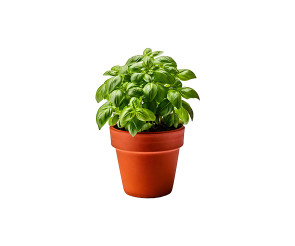 바질 화분