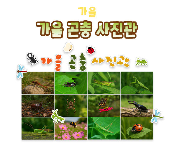 가을 곤충 사진관