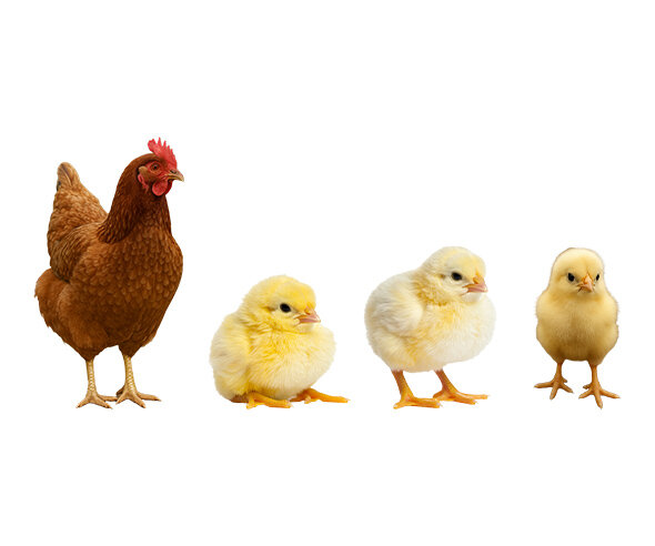 암탉, 병아리