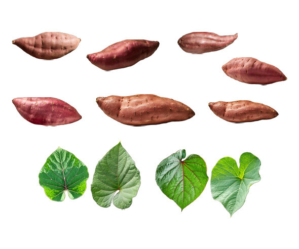 고구마, 고구마 잎