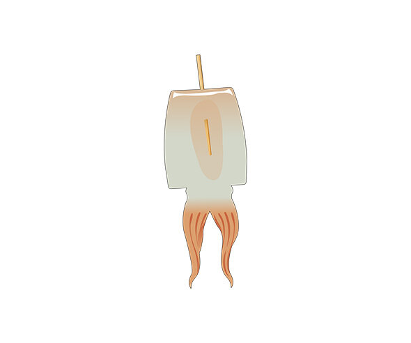 말리는 중인 오징어