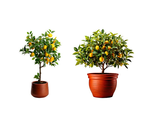 레몬 나무 화분