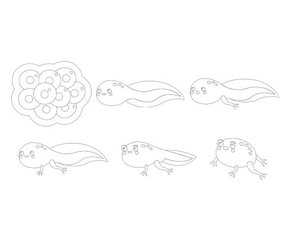 개구리 성장과정 색칠 모음