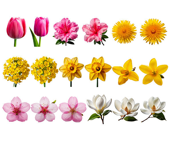 꽃(목련,유채꽃,민들레,진달래,수선화,튤립,개나리,벚꽃)