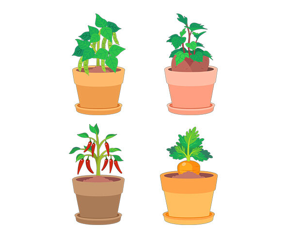 텃밭 작물 화분(당근,고구마,고추,강낭콩)