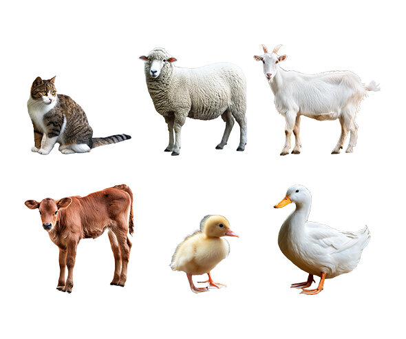 동물(오리,염소,양,고양이,송아지)