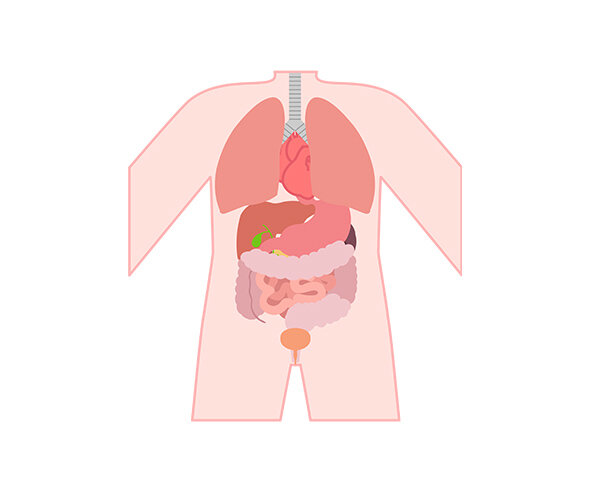 사람 몸속 기관(몸통)